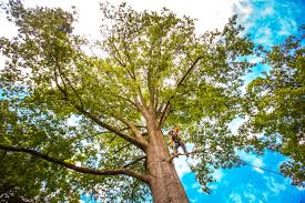 Trusted Solvay, NY Tree Services Experts
