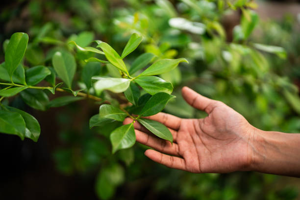 How Our Tree Care Process Works  in  Solvay, NY